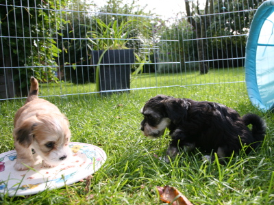 Bichon Havanais hvalpe hos Kennel Miki Nanoq